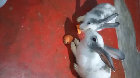 Rabbit eating carrots