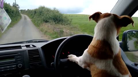 Jack Russell drives car without seat belt or license