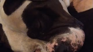 American Bulldog Snoring In Our Studio