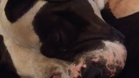 American Bulldog Snoring In Our Studio