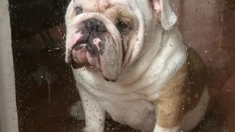 Rainy day makes Titon the Bulldog sad