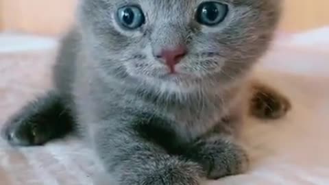 Lovely Cat's Funny Videos​