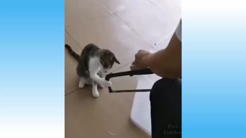 Weekyl Funny cats🐱 and Dogs 🐕 videos Try Not To Lough
