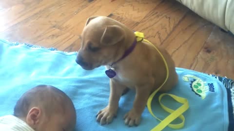 Sleepy puppy falls asleep on babby