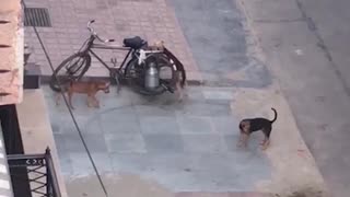 Hungry Dogs Pull Over Delivery Bike for Milk