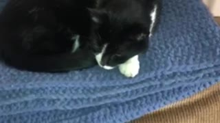 Cats like to sleep