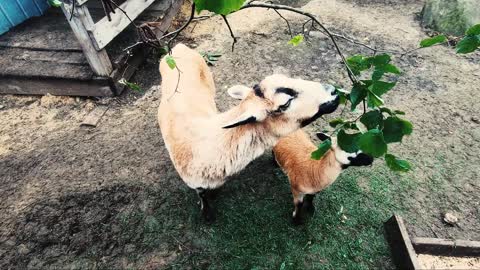 A goat eat with his son