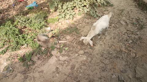 When cat and goat are fighting | Cat Vs Goat