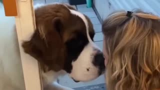 Unconditional love is the greatest love of all. Cute Dog Video ❤️🐶 #dogs #dogslife