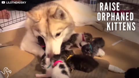 Dog Helps Her Cat Friend Raise A Litter Of Orphaned Kittens