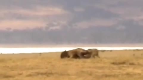 Hyenas hunting wildebeest, put down after began to eat