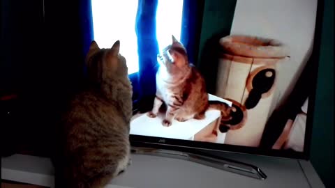 Meow, Myself and I - Vain Cat Constantly Watches Herself on TV!