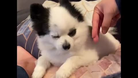 He gets sleepy during grooming even if its pretend