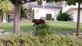 Giant bear and cub casually stroll through residential neighborhood