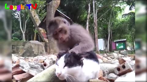 Funniest Monkey Annoying Cat Videos Compilation __NEW HD