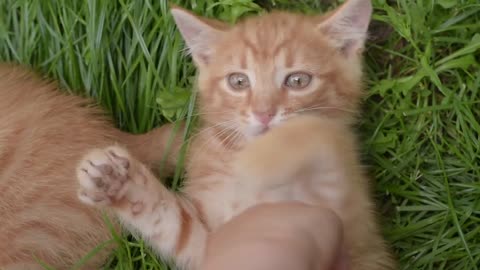 cat playing with its owner