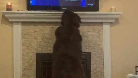 Newfoundland intensely watches dog show on TV
