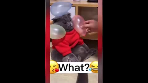 😂So Funny Cat Videos 🐱😻 part 26