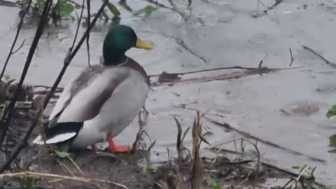 MALLARD DUCK BY A RIVER IN NORTH WALES.