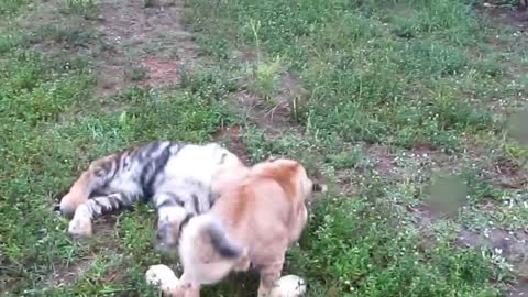 Baby Lion & Tiger playing