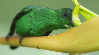 Green humming bird