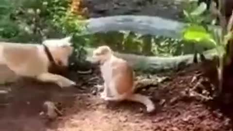 Awesome Funny Pet Animals Videos #shorts