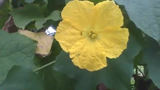 Yellow flower of the momordica melon, there are some ants inside of the flower [Nature & Animals]