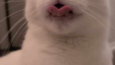 Cat Wiggles Her Tongue