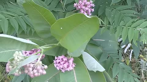 Milkweed