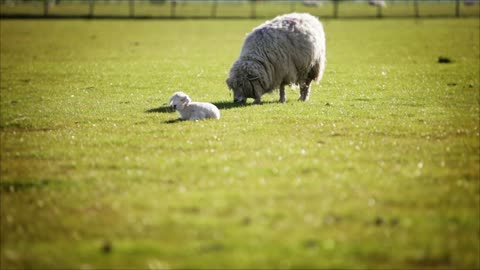 Grazing sheep and lamb