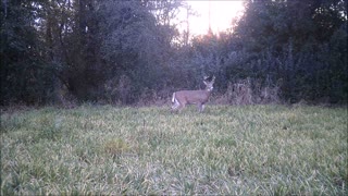 Fred Zeppelin 2021, Small Buck Got His Rut Kicked!