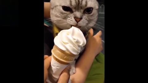 Cat licking ice cream