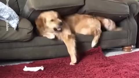 Funny Golden Retriever Dog Throws Tantrum Inside Couch
