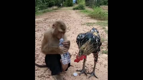 Monkey's Clever Trick: Opening a Cane Water to Surprise a Curious Hen!