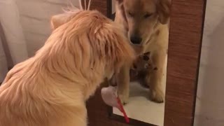 Dog looking at itself in the mirror with toy
