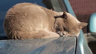 Tabby Cat Sleeping