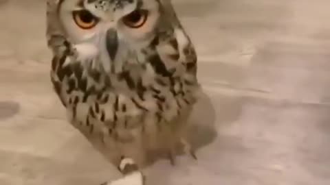 Have you ever seen an owl running?