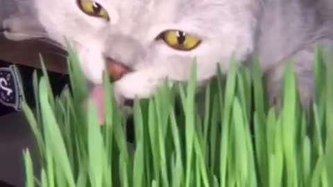 Grass for the cat