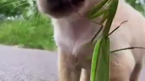 Cute Funny Dog Video!