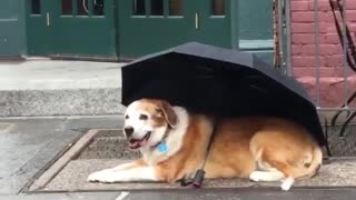 Dog outside coffee shop with umbrella