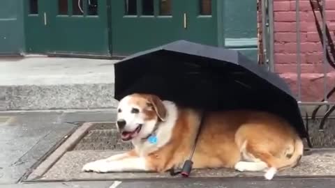 Dog outside coffee shop with umbrella