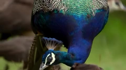 natural beauty full national bird peacock