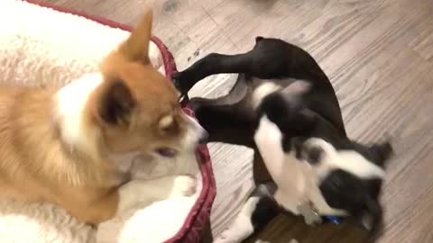 Corgi Doesn’t Want To Share Bed