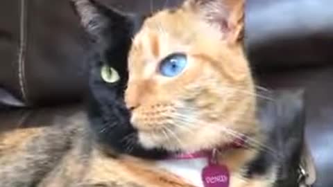 WOW! Have You Ever Seen A “Two-Faced Cat”?