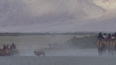 Hunder Sand Dunes Nubra Valley Bactrian Camels Ride Ladakh India