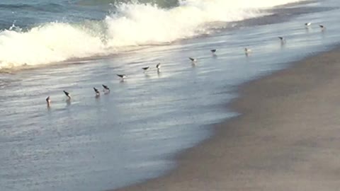 Surf birds