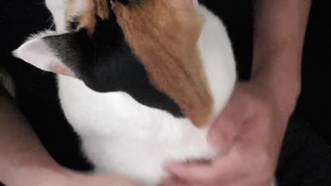 Patting a cute puppy cat on a massage chair.