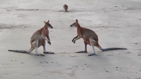 Wallaby Fight on the beach of Cape Hillsborough