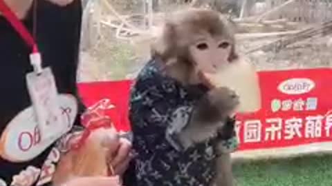 lovely monkey so smart