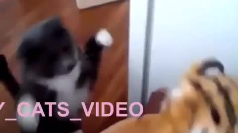 Funny and Cute Cat Videos #245